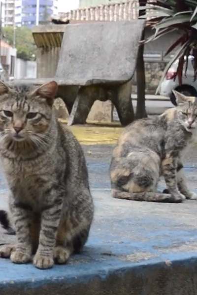 Conheça a abtPet – A associação que promete erradicar os animais em situação de rua